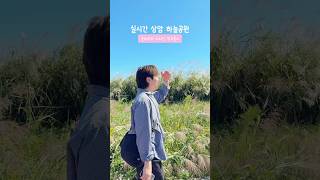 실시간 상암 하늘공원 억새, 핑크뮬리 개화상황(고정댓글 필수 확인!)