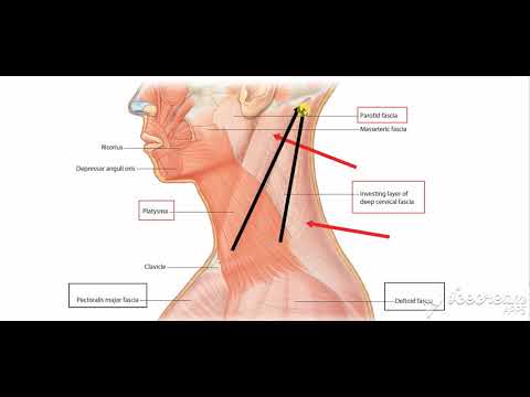sternomastoid relations