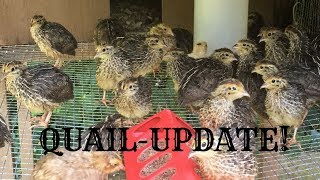 Coturnix Quail Update- 2 weeks old!