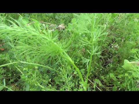 ブラッククミン 植物