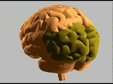 How the human brain works