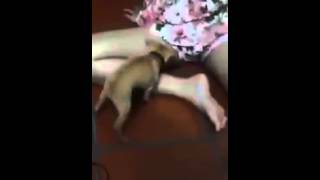 (Best Vines) Doggy Style - Funny 2015