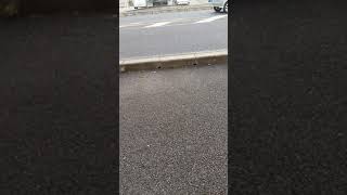 路上で「粉雪」を歌うバカ