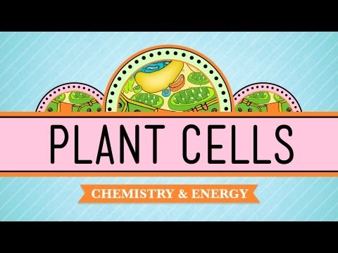 Plant Cells: Crash Course Biology #6