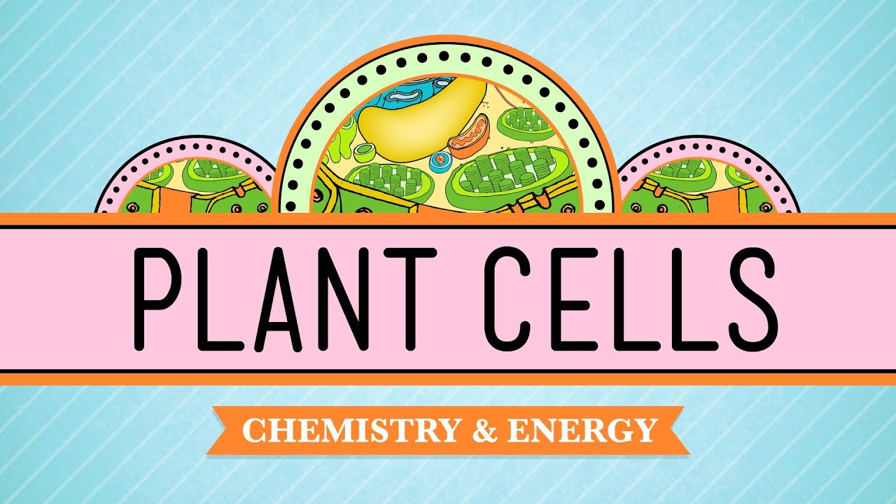 Ch.4 Plant Cells