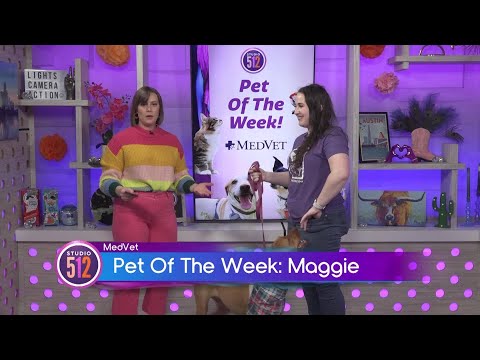 MedVet Pet Of The Week: Maggie, From Williamson County Regional Animal Shelter