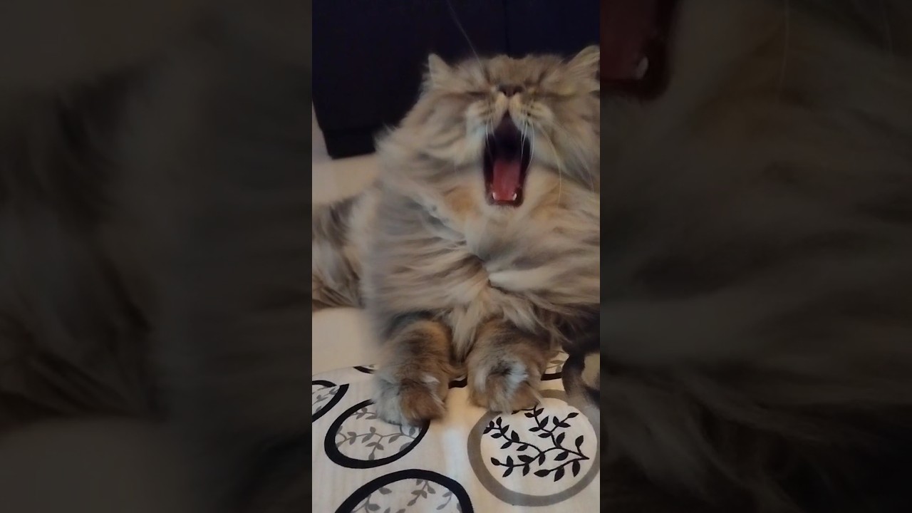 Watch This Cat Yawn So Cutely You Won't Believe Your Eyes!