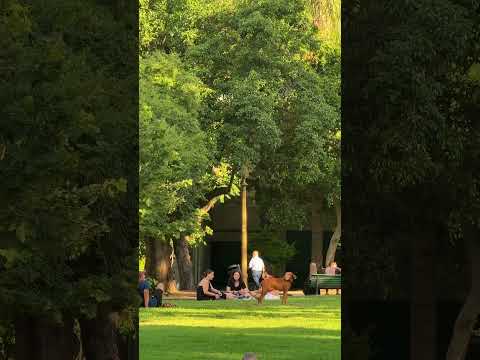 🇦🇷 Tour em Palermo Buenos Aires | Argentina #Shorts