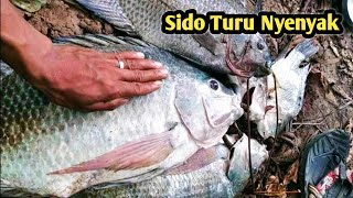 Download lagu Rekor Mancing Ikan Nila Babon Liar Terbesar Hitungan Detik Angkut 10 Kg mp3