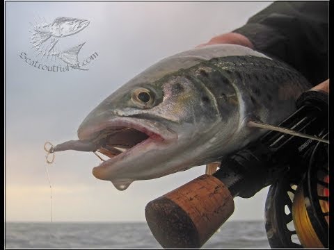 C&R sea trout flyfishing in Denmark