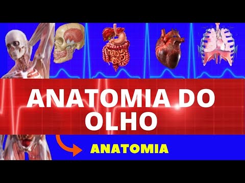 ANATOMY OF THE HUMAN EYE (HUMAN ANATOMY) - HIGHER EDUCATION | COMPLETE ANATOMY OF THE EYE