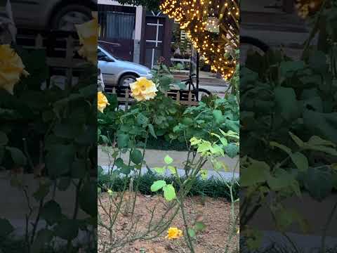 Passeio em @Santa Tereza esprito santo lugar lindo amei conhecer ❤️