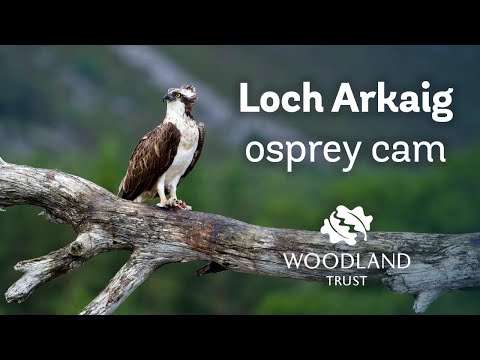 Osprey pair tend to nest and eggs - Loch Arkaig Osprey Cam (2020)