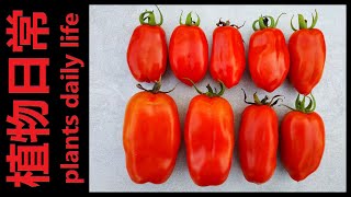 How to grow San Marzano Tomatoes from seeds