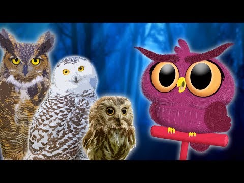 Owls for Kids 🦉 Animals for Kids | Educational Videos for Kids