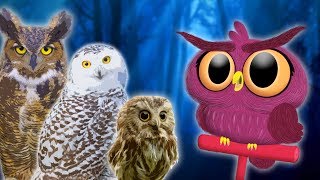 Owls for Kids | Animals for Kids | Educational Videos for Kids