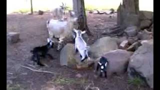 preview picture of video 'Baby Goats Bouncing'