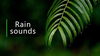 10 hours of rain in the rainforest - no loop