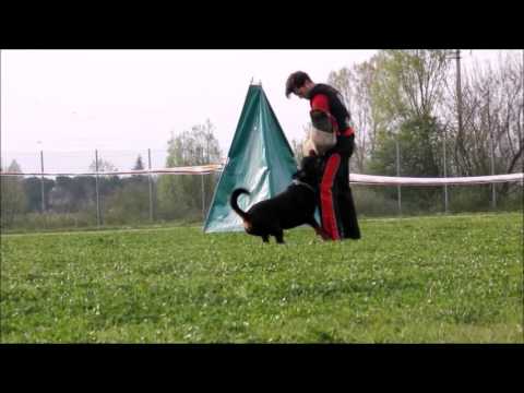 Ch.World Vikko della Val di Noto Campionato Sociale 2016