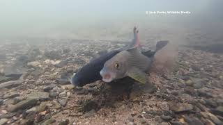 Download lagu Grayling Spawning (Funny Fish Sex) mp3
