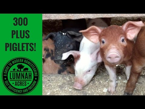 Picking out Our Piglets! WARNING THEY ARE CUTE