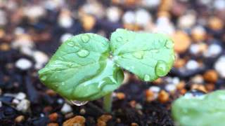 One More Tomorrow a Download Flac Mp3