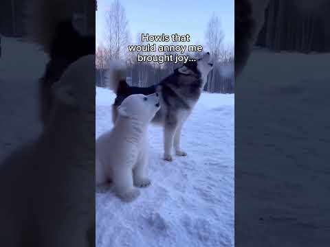 Part 1 - will update when I can #animals #wholesome #polarbear