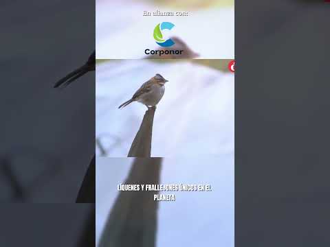 Soy páramo, soy agua, soy Santurbán: capítulo 1