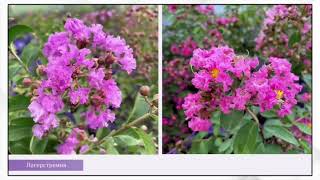 Наталья Чемеричко - Многолетние растения. Часть 1