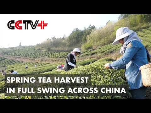 Spring Tea Harvest in Full Swing Across China's Western Provinces