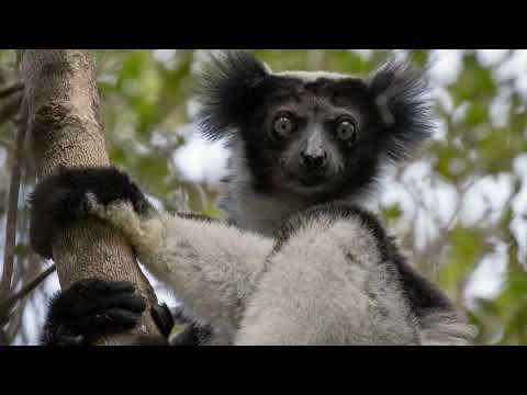 Giant Lemur Indri | The Mystical Singer of Madagascar's Rainforest
