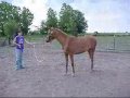 Shiska Video