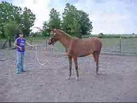 Shiska Video