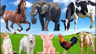 Farm Animal Food: Duck, Pig, Goat, Dog, Sheep, Rabbit, Cat, Buffalo, Chicken - Animal Sounds