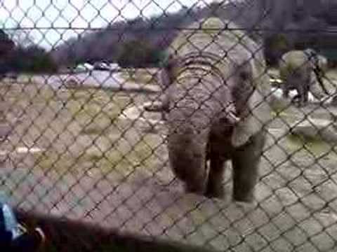 ¡Que grocero elefante!