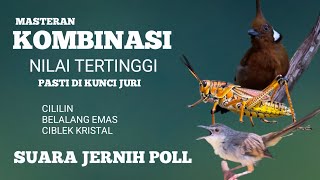 Download lagu MASTERAN KOMBINASI NILAI TERTINGGI 🔥 Cililin   Belalang Emas   Ciblek Kristal | PASTI DI KUNCI JURI mp3