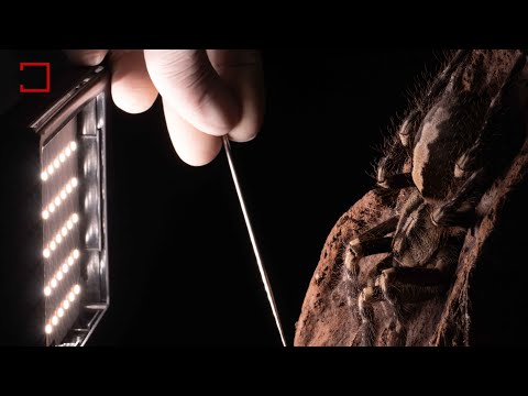 The duel of the giants: Tarantula or Scorpion?