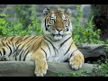 The Kids ABC S At The Zoo Version 2