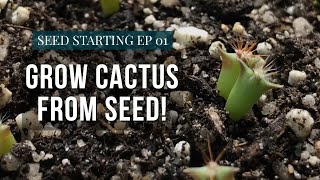 How To Grow Cactus From Seed | Starting Seeds Ep.1