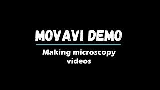 How to use Movavi for microscopy videos