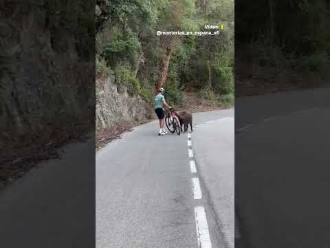 Un ciclista se encuentra a un jabalí salvaje y decide "torearlo" con su bicicleta