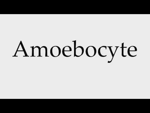 How to Pronounce Amoebocyte