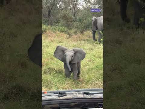 Adorable (and ferocious) baby elephant attempts to charge at safari visitors