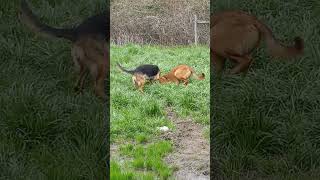 Video preview image #1 German Shepherd Dog-Unknown Mix Puppy For Sale in Albany, OR, USA