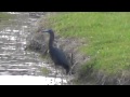 Little Blue Heron Eats Alligator OIM Original