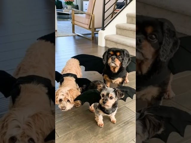 Vídeo relacionado con California Costumes Disfraz de Perro Sagrado para Mascotas, Talla S