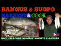 HARVESTING OF BANGUS MILK FISH SUGPO PRAWN I JACKPOT I COOK I MILAGROS MASBATE Part 1