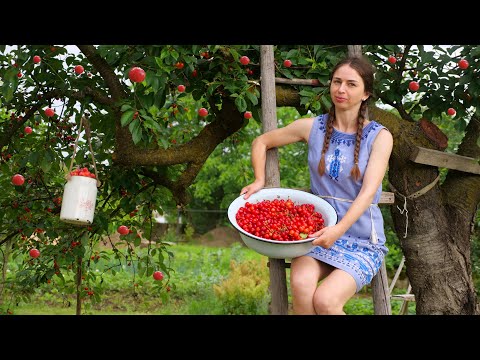Great village lunch with CHERRIES 🍒 Cooking 3 recipes from Ukrainian food! Amazing drink