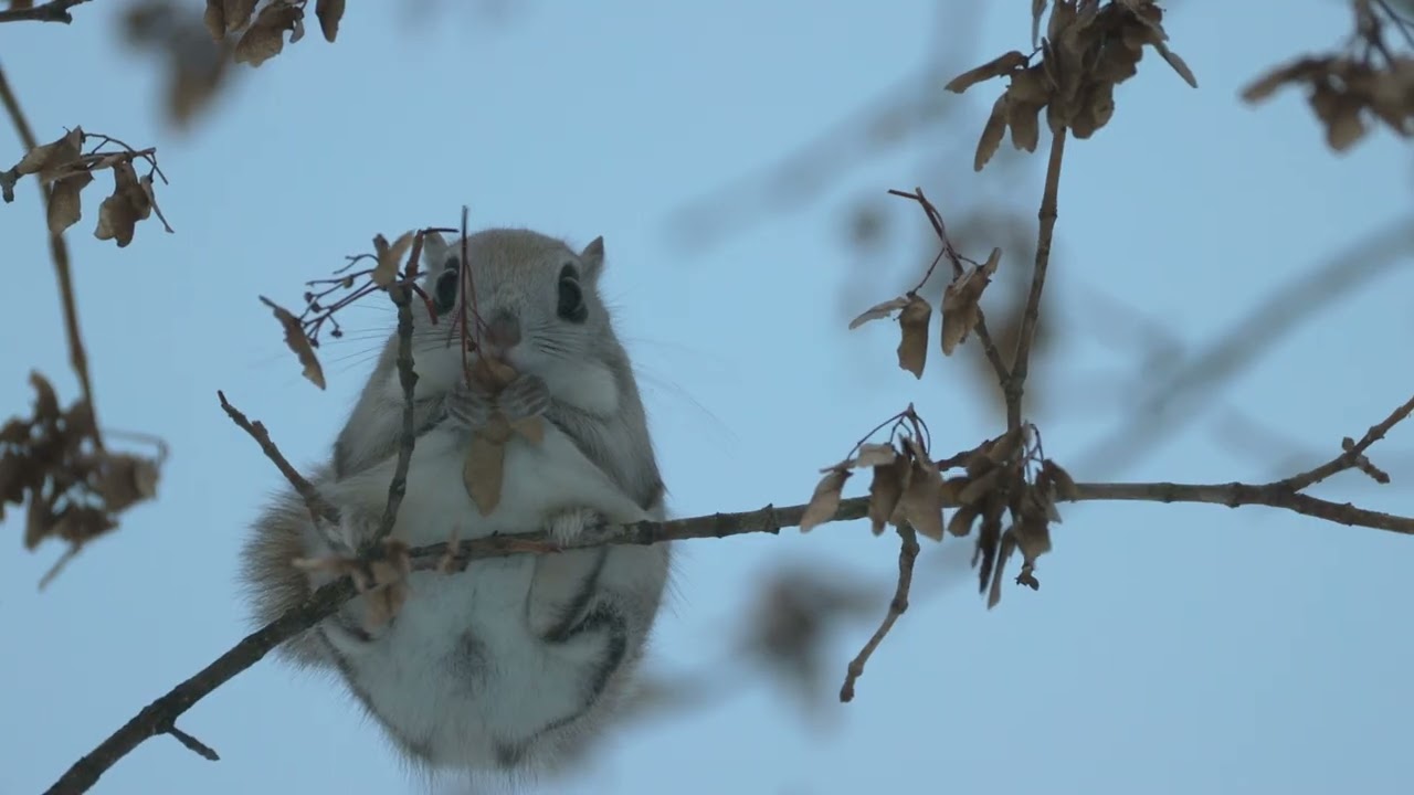 気配の先に ― ワンカットの森