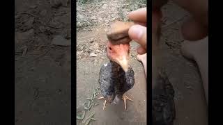 Download lagu KOCAK.. Bocah ini menemukan ayam kepala BATU #anak #bocah #comedy #family #funny #keluarga #ayam mp3 Download lagu KOCAK.. Bocah ini menemukan ayam kepala BATU #anak #bocah #comedy #family #funny #keluarga #ayam mp3